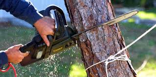 How Our Tree Care Process Works  in  Purcellville, VA