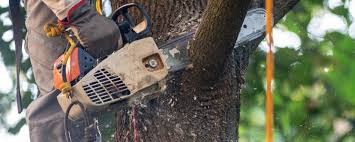 Best Hazardous Tree Removal  in Purcellville, VA