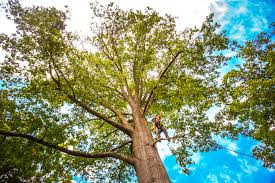 Best Lawn Maintenance Plans  in Purcellville, VA