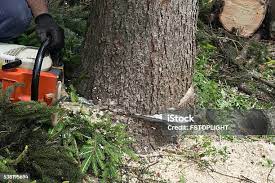 Best Fruit Tree Pruning  in Purcellville, VA