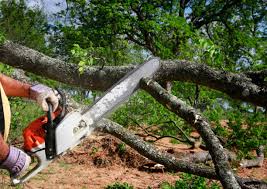 Trusted Purcellville, VA Tree Services Experts