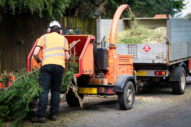 Best Root Management and Removal  in Purcellville, VA