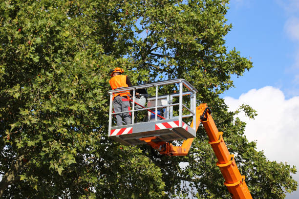 Best Tree Preservation Services  in Purcellville, VA