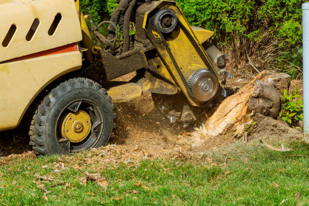 Best Lawn Drainage Solutions  in Purcellville, VA