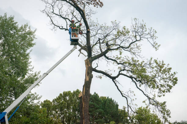 Best Tree Trimming and Pruning  in Purcellville, VA