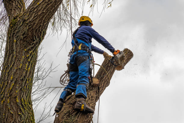 Best Tree Maintenance Programs  in Purcellville, VA