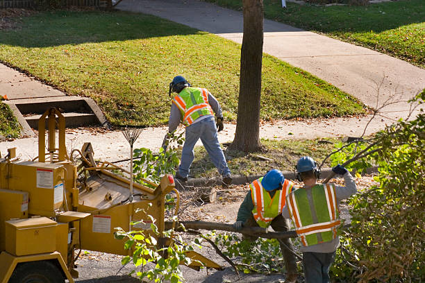 Best Tree Cabling and Bracing  in Purcellville, VA