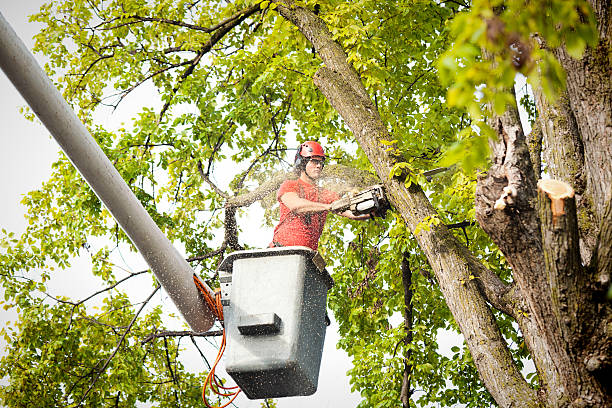 Best Tree Disease Treatment  in Purcellville, VA