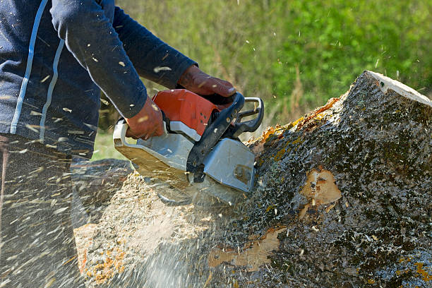 Best Lawn Pest Prevention  in Purcellville, VA