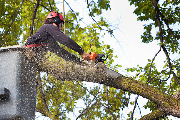 Best Soil Testing and Treatment  in Purcellville, VA