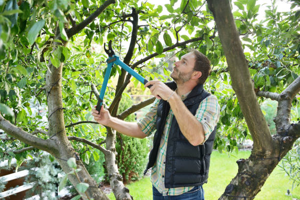Best Organic Lawn Care Solutions  in Purcellville, VA